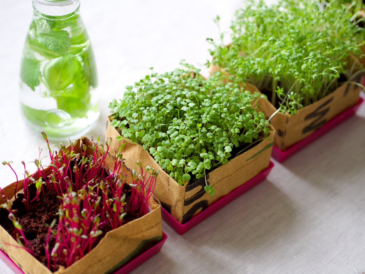 Prosty sposób na domowe kiełki – stwórz swój zielony ogródek - Blog  AgataBerry.pl